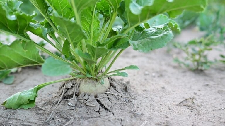 3 légumes survivent à la secheresse