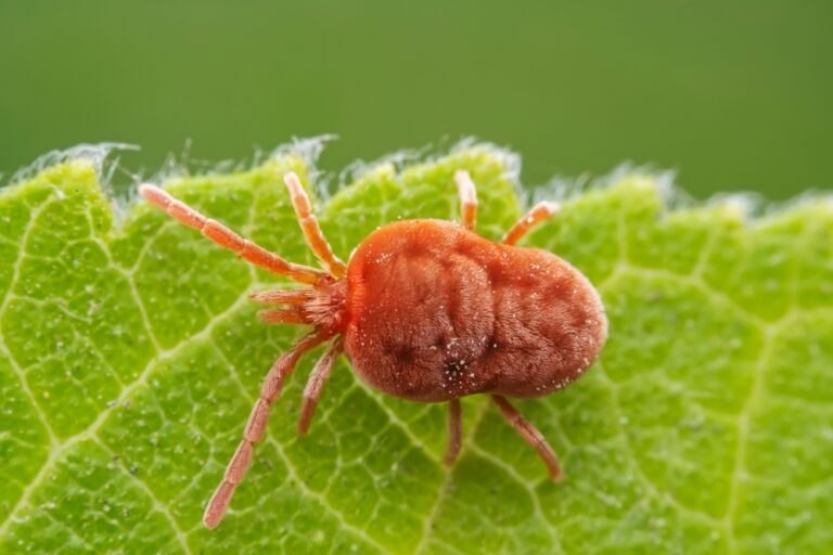 comment se debarrasser araignées rouges