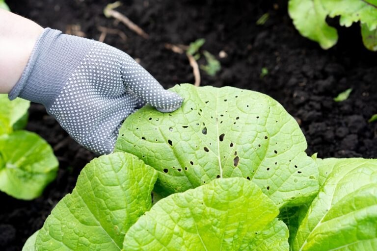 nuisibles ravagent potager