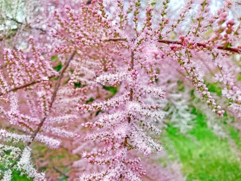 tamaris jardin sans entretien