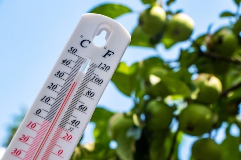 canicule potager fruits