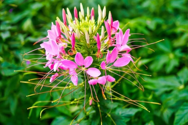 cleome hassleriana