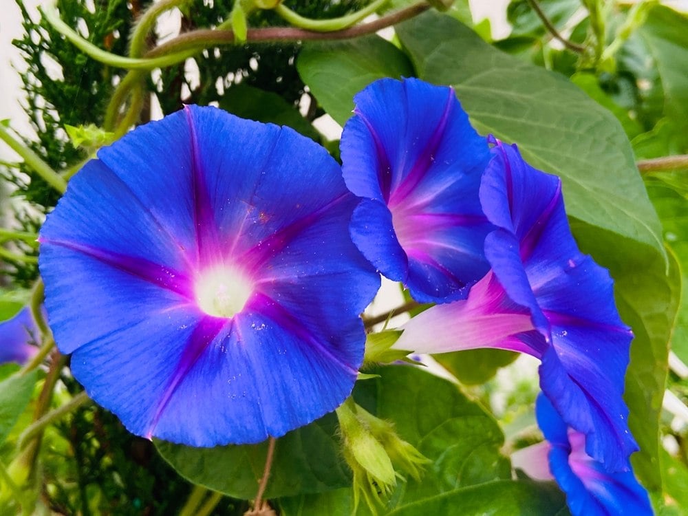 liseron bleu