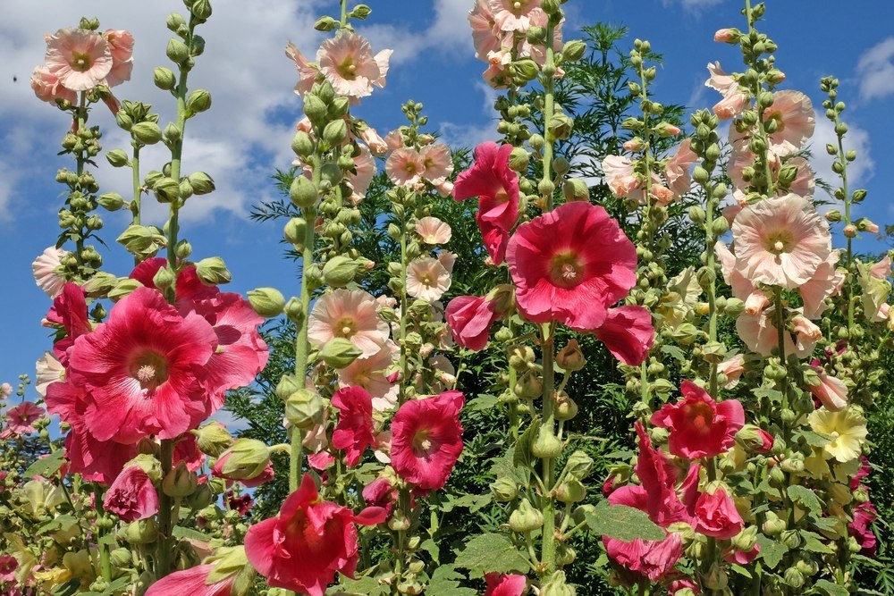 rose tremiere