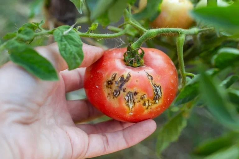 protéger tomates des maladies