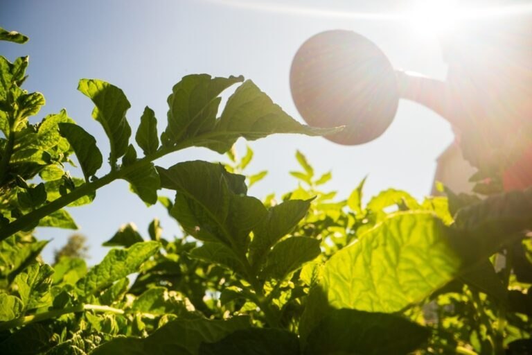 canicule 6 gestes préserver son potager