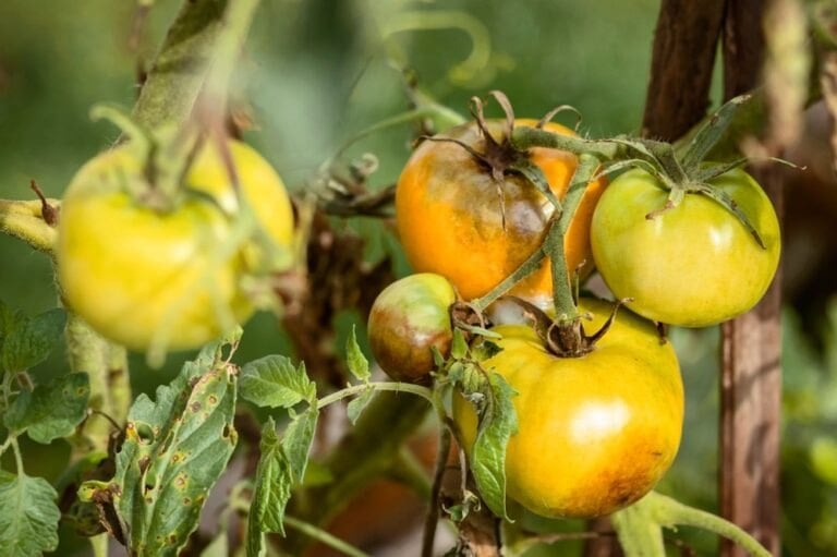 comment lutter contre le mildiou potager