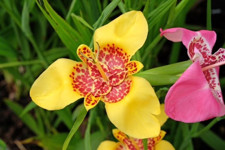 oeil de paon fleur éphémère