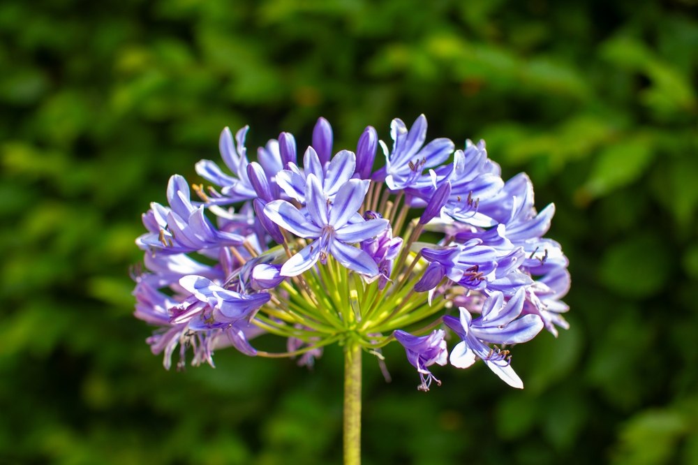 agapanthe