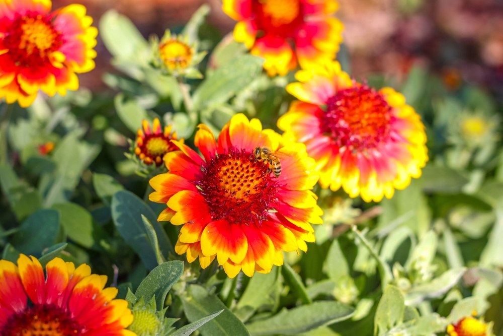 gaillarde