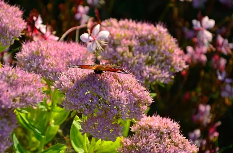 sedum