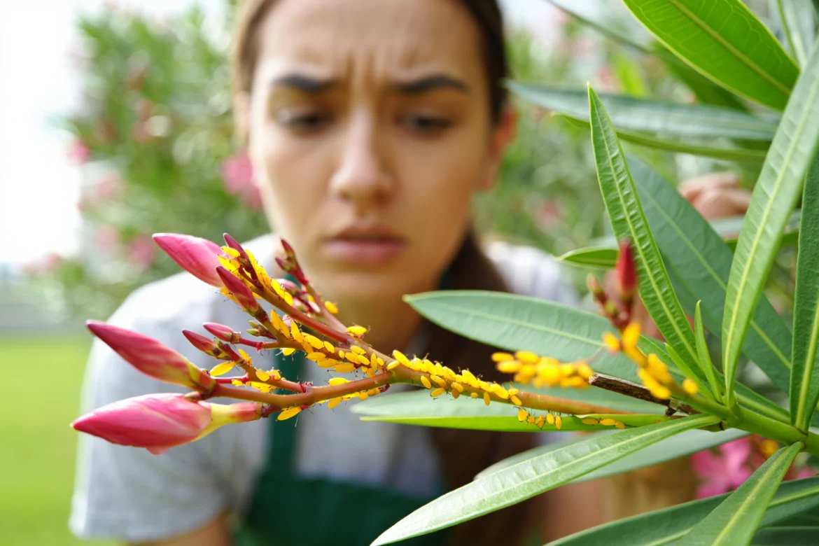 Ne laissez pas les pucerons jaunes dévaster votre laurier-rose : voici comment les éliminer illico presto pucerons jaunes sur laurier rose