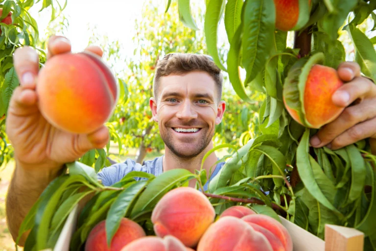 recolte abondante fruits