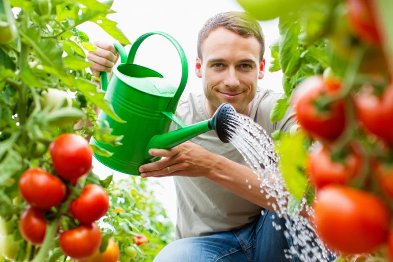 arrosage tomates tous les jours