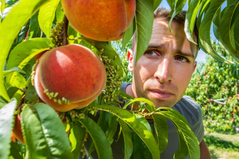 se débarasser pucerons sur arbre fruitier