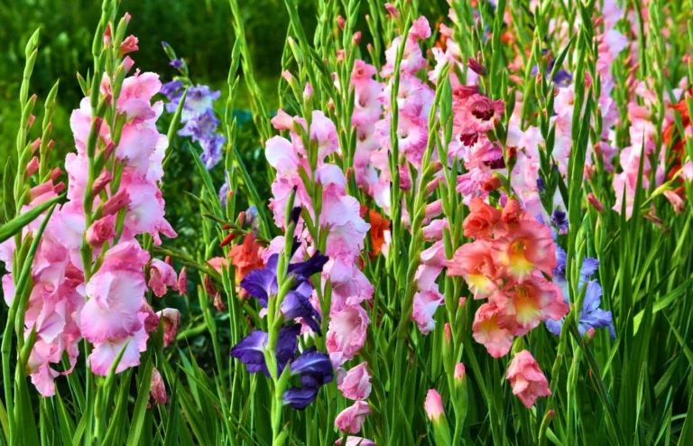 planter des glaieuls