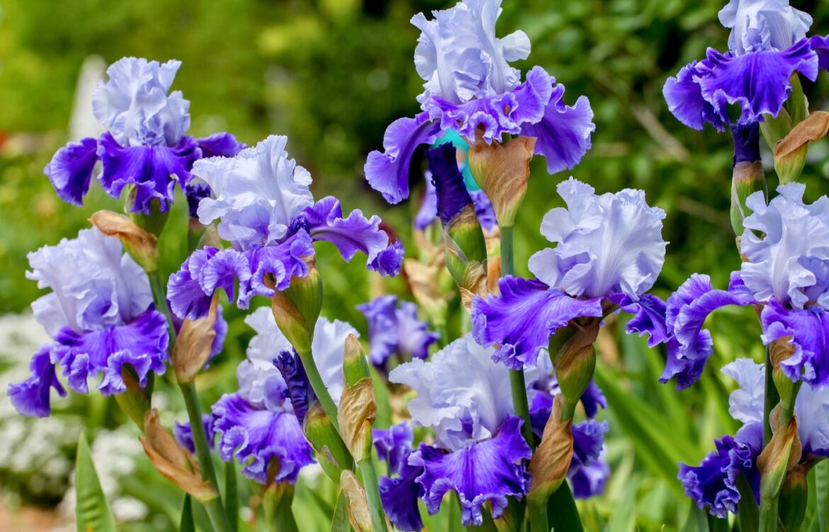 quand planter iris