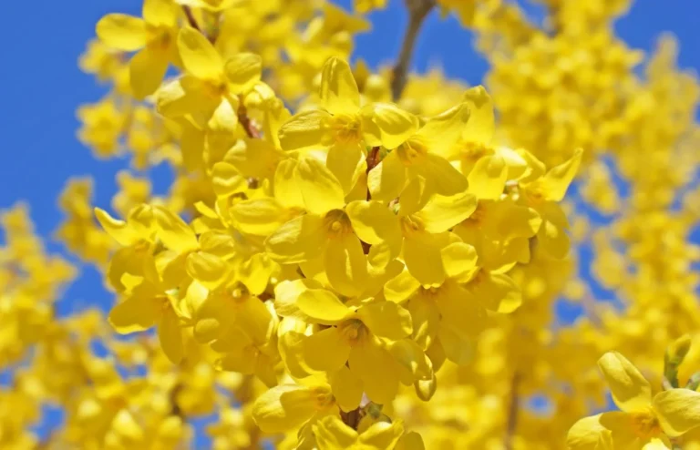 taille du forsythia
