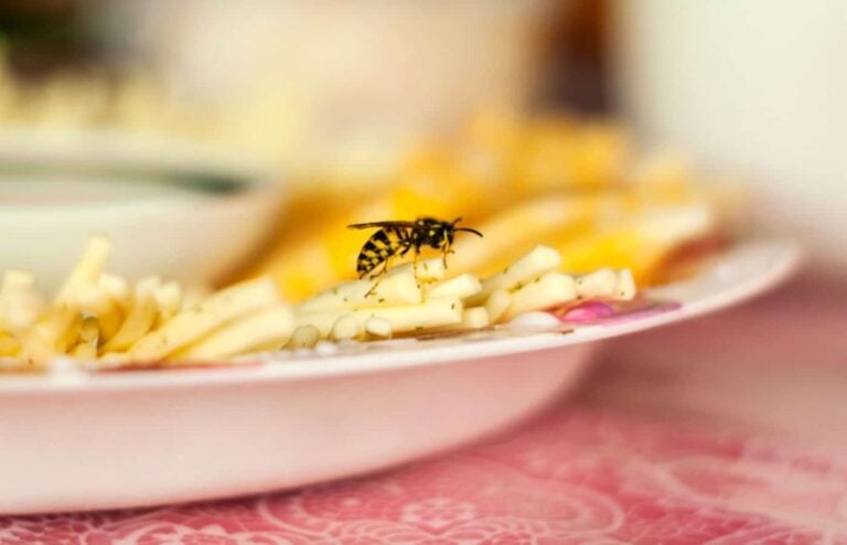 se debarrassser guepes pres assiette