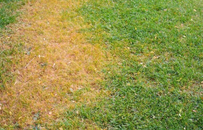 comment réagir quand pelouse jaunit