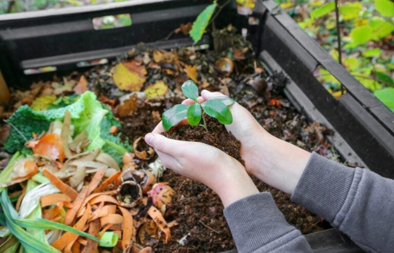 faire pousser légumes à partir de déchets