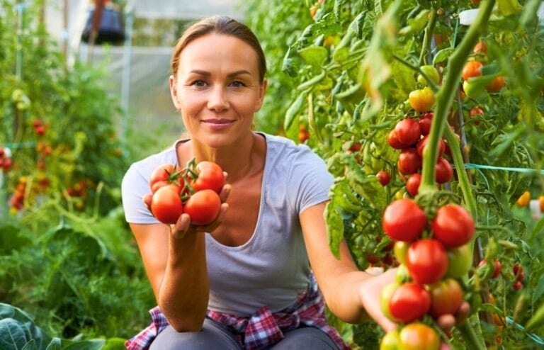 cendre doubler récolte tomates