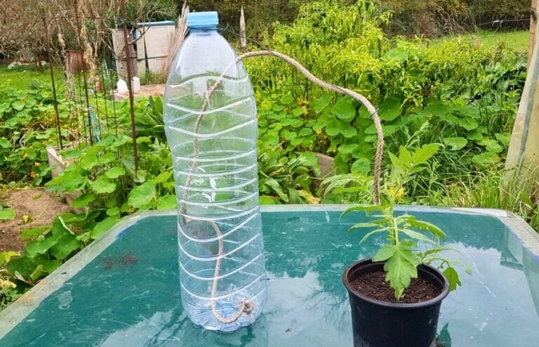 arrosage plante par capillarité