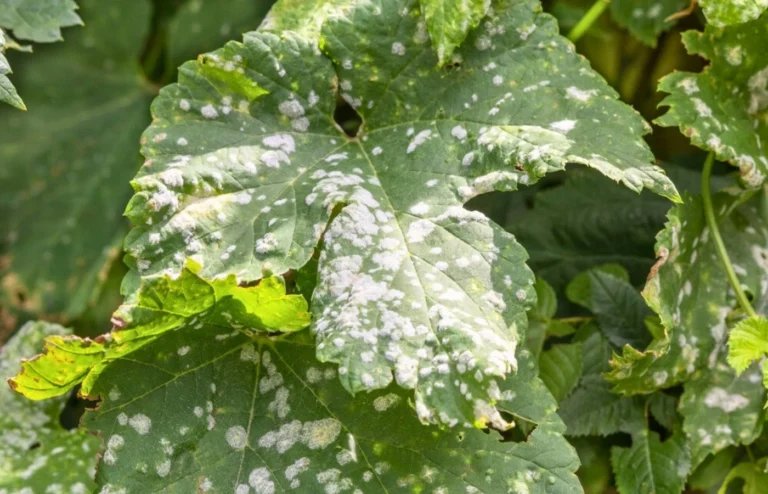 oidium potager solution