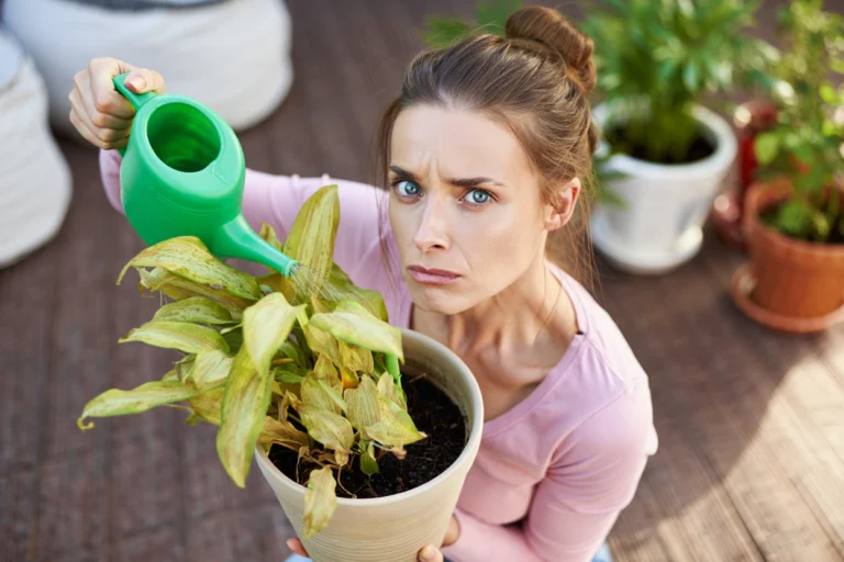 4 regles d or plantes canicule