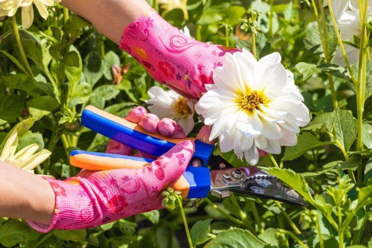 tailler fleur relance floraison