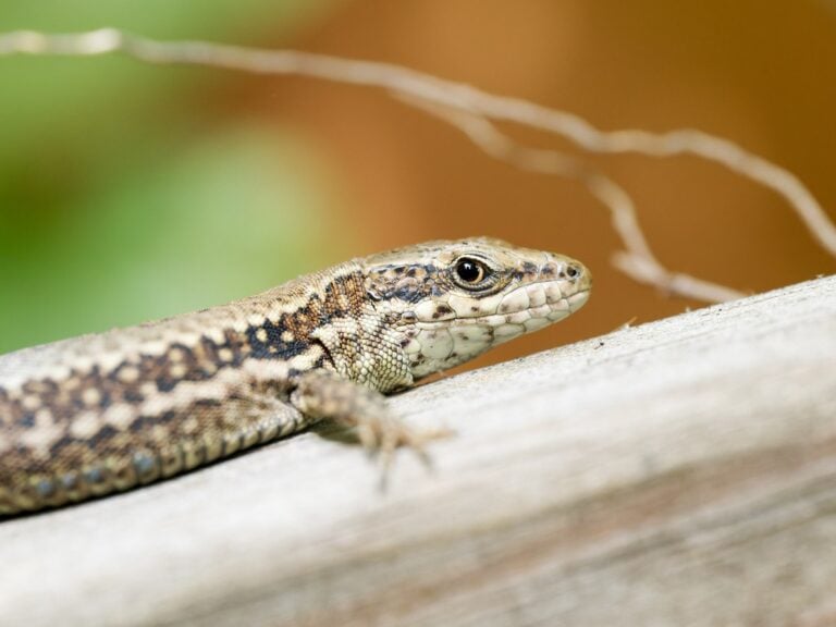 Se débarrasser des lézards