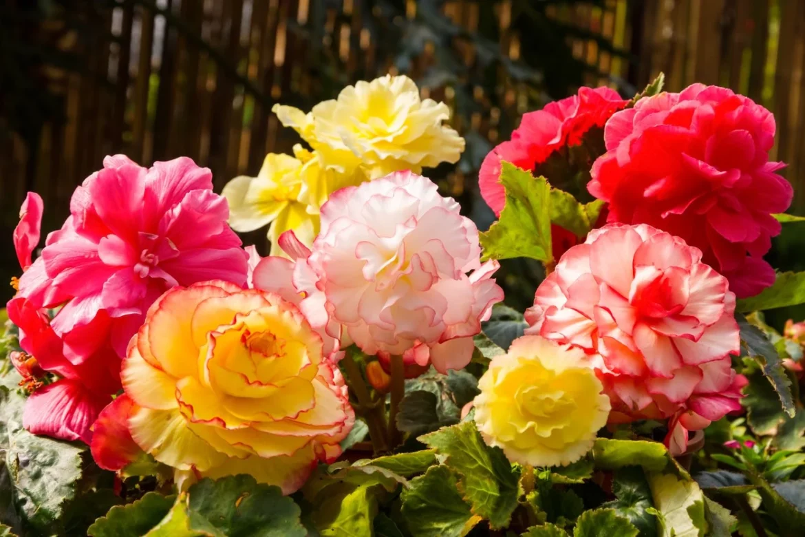 geranium has been