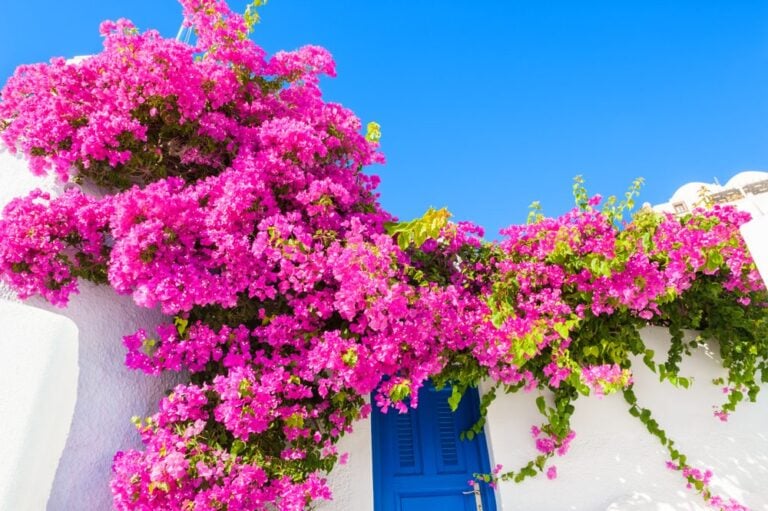 quand tailler bougainvillier