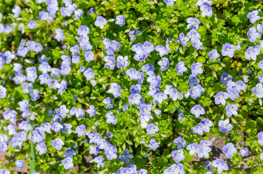 veronica repens