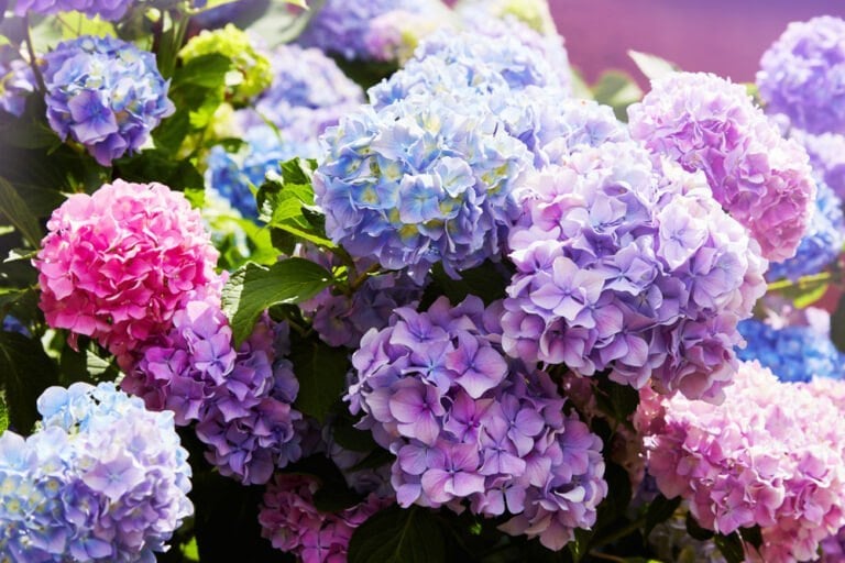Booster floraison hortensia et rose