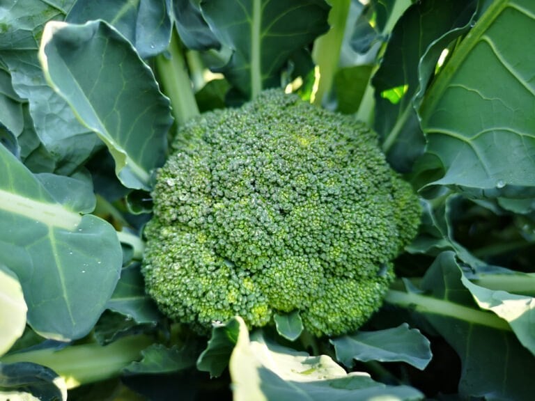 Planter brocoli
