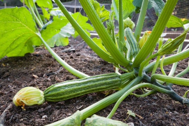 Variété de courgette