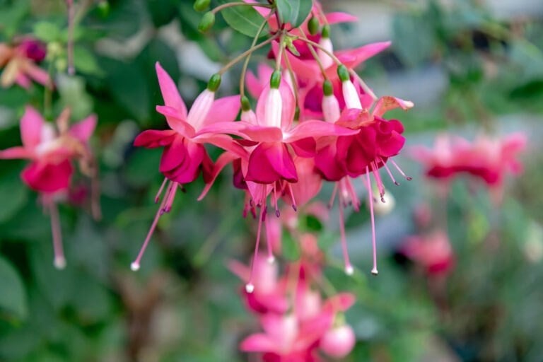 Floraison fuchsias