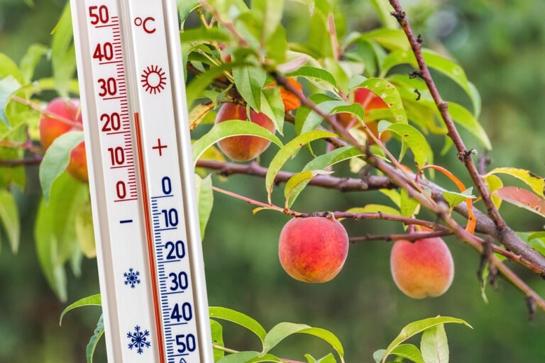 3 arbres fruitiers qui résistent a la canicule