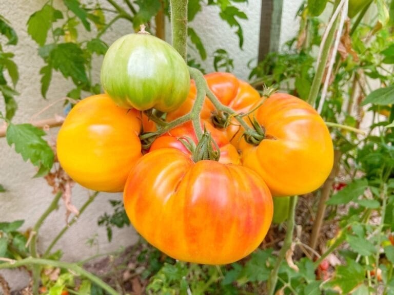 Tomate ananas