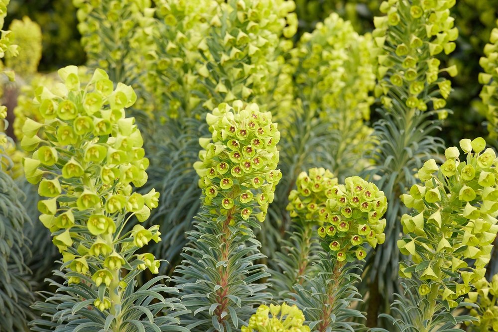 Euphorbia characias