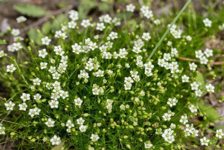 Plantes couvre sol