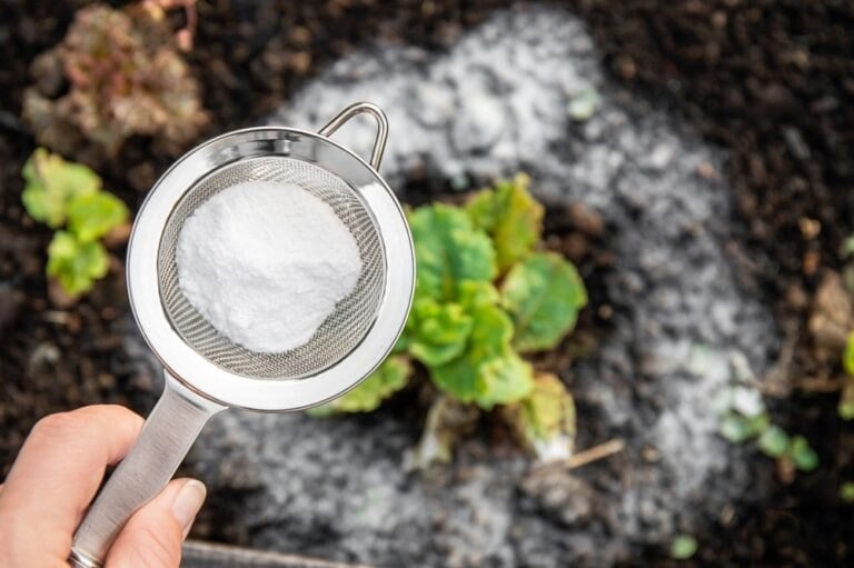 Bicarbonate soude dans le jardin