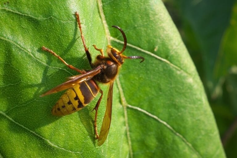 Répulsifs contre les frelons