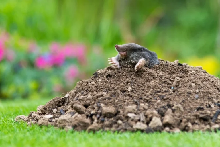 faire fuir les taupes jardin