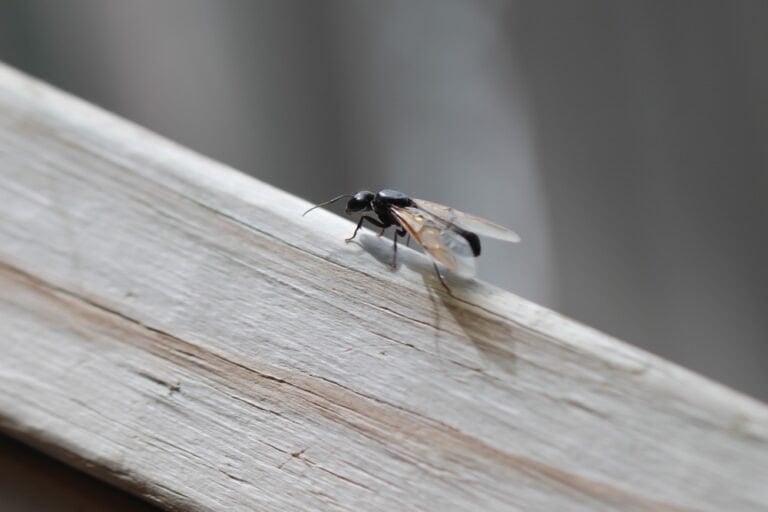 se débarrasser des fourmis volantes