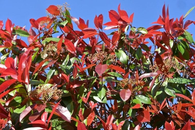 moment tailler photinia