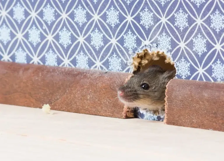 se débarrasser souris et rats maison