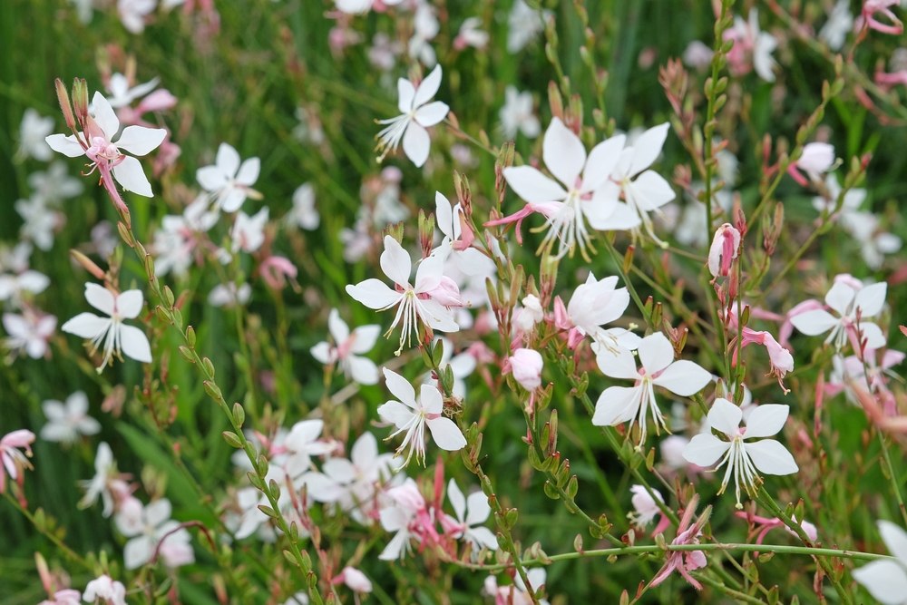 Gaura de Lindheimer