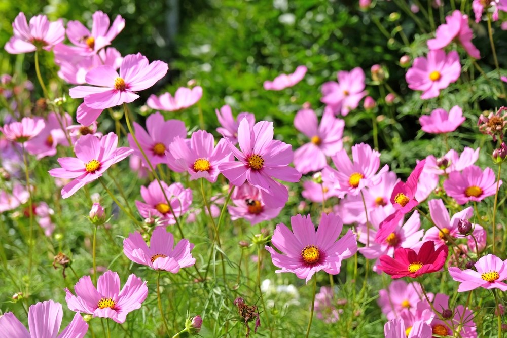 Cosmos bipinnatus